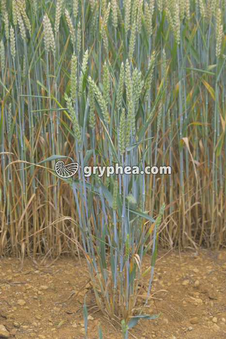Plant de Blé après talage et épiaison (Triticum sativum, Poaceae) - gryphea.org